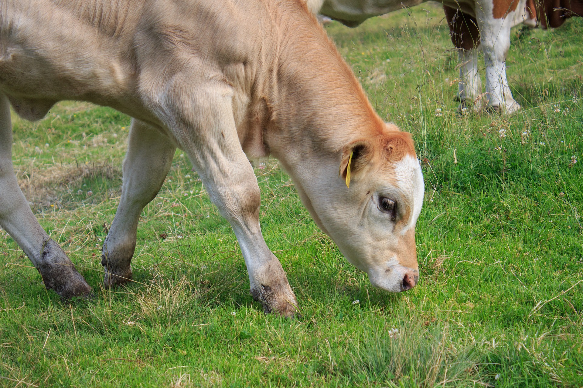Animal Health Investment Forum