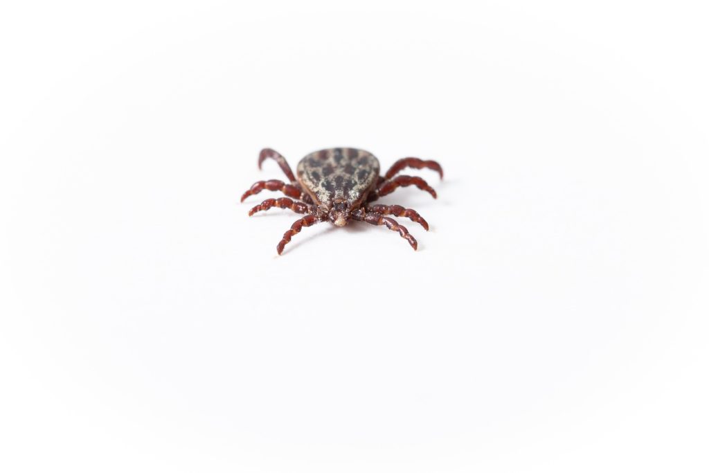detail-3370931_1920 veterinary flea and tick products
