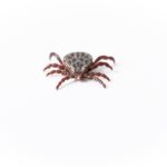 veterinary flea and tick products