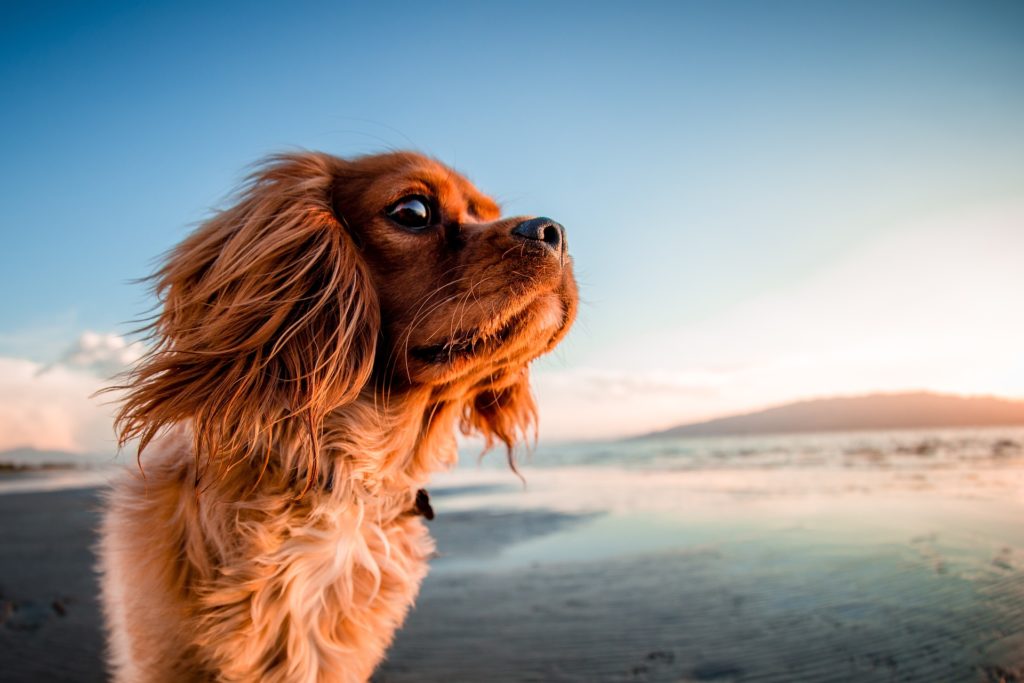 dog-2603396_1920 veterinary clinical research