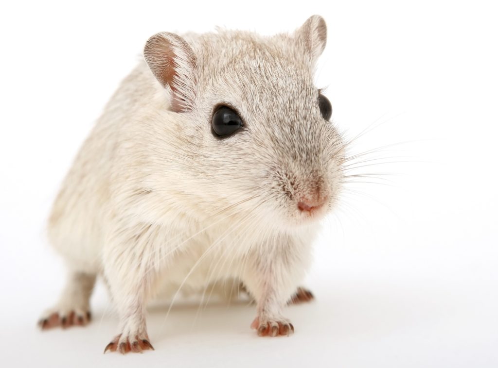 animal-1238239_1920 veterinary translational medicine