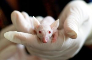 veterinary research