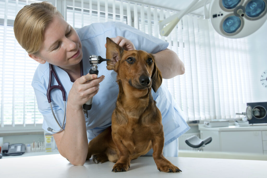 Dog Ear Exam