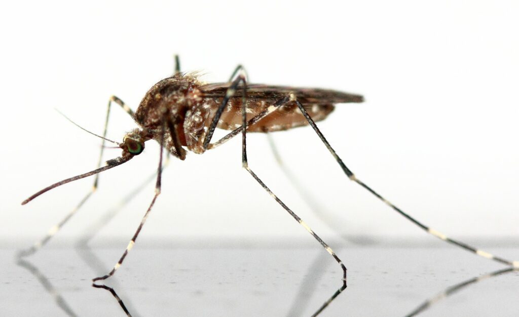 mosquito-83639_1920 veterinary ectoparasitics
